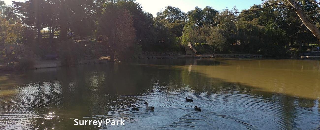 ducks on the water at Surrey Park