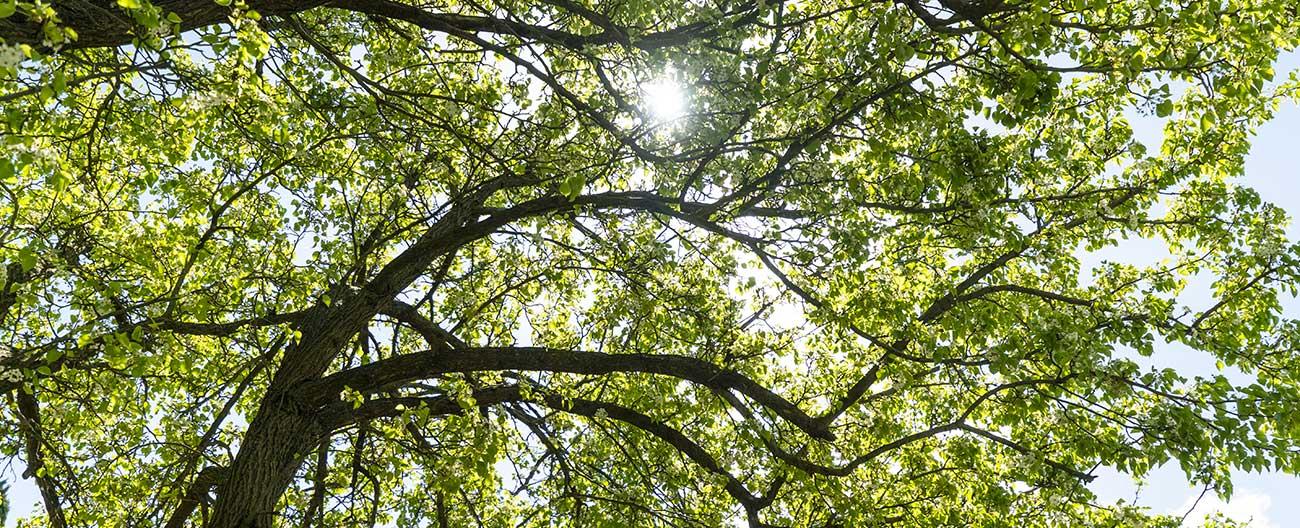 looking up through a tree canopy