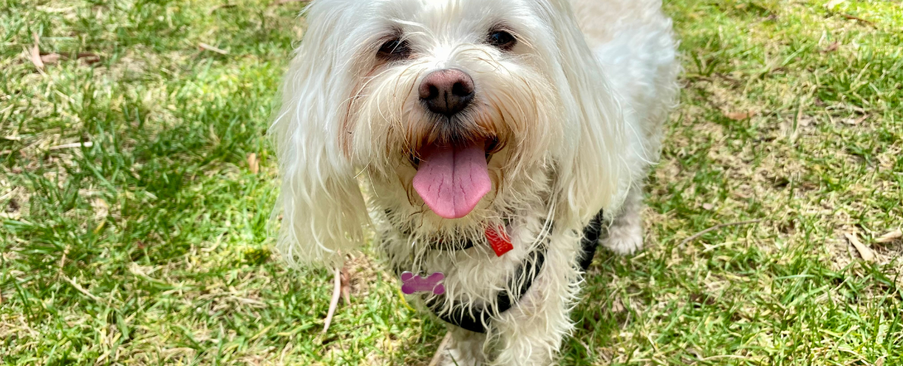 Milo the white dog looking at the camera