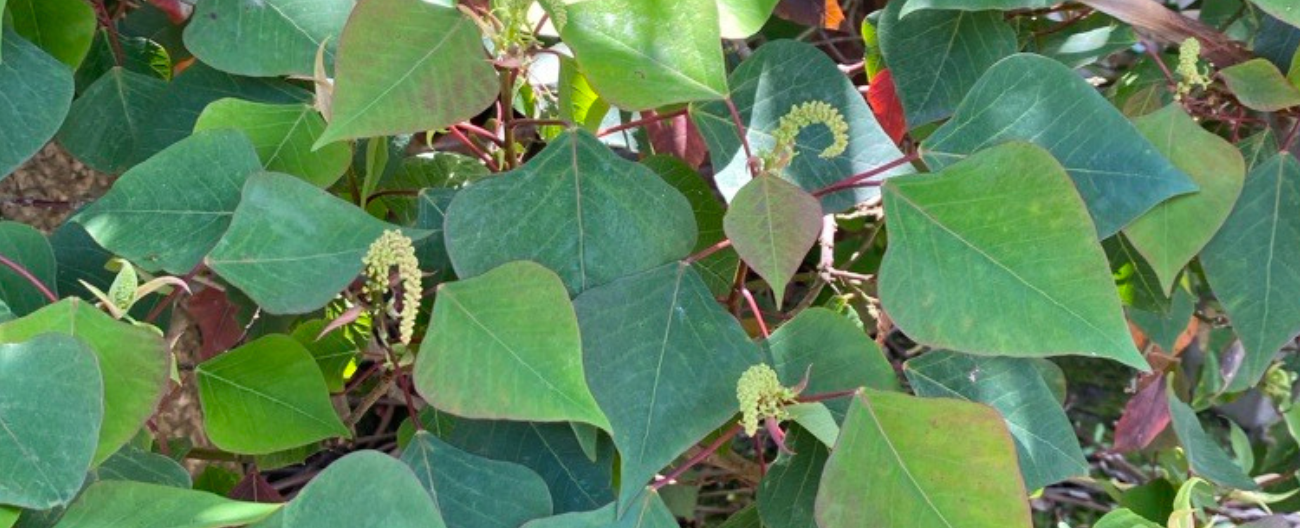 Heart shaped leaves of a plant