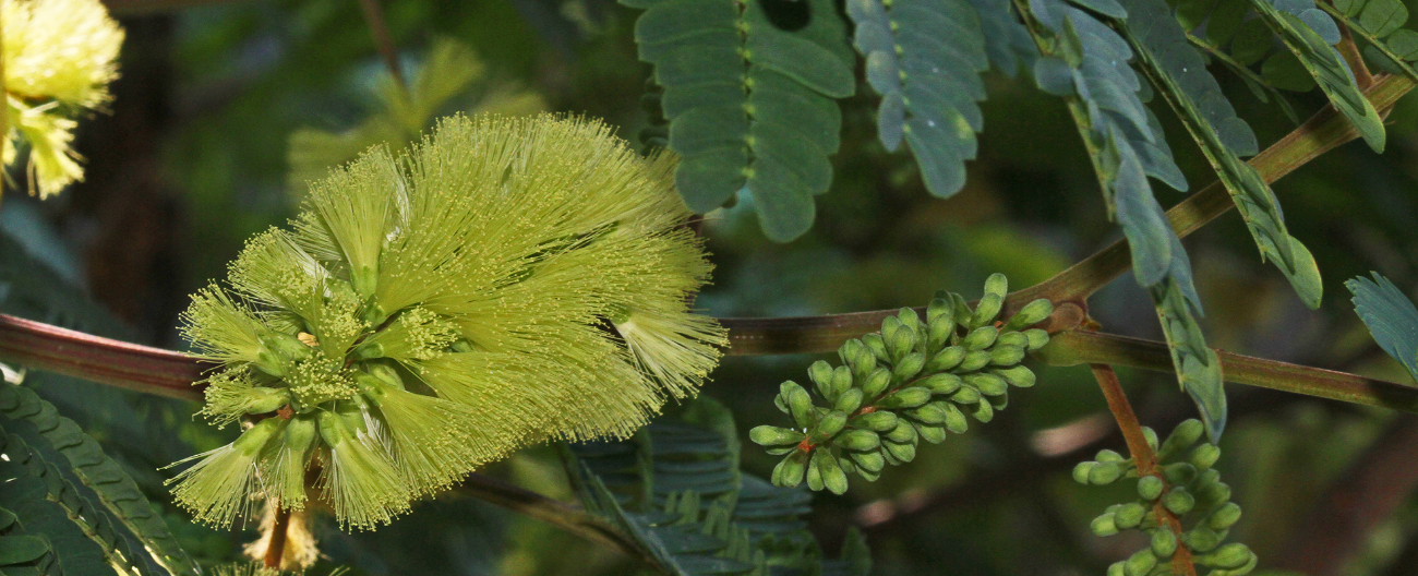 Fluffy seed head
