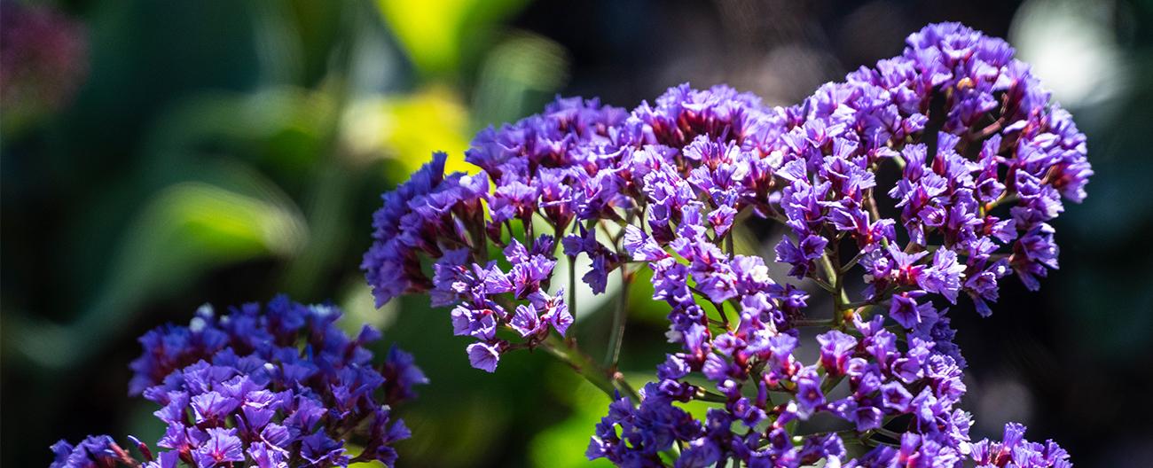 Purple flowers in sunshine