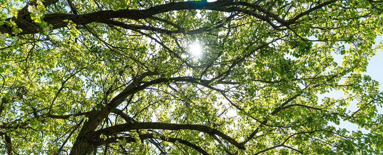 banner - Request for a tree to be assessed for significance status