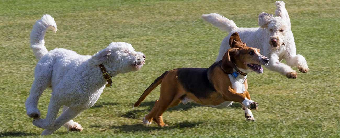Photo of three dogs running