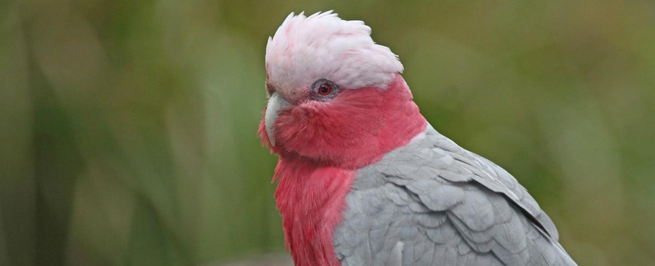 Galah