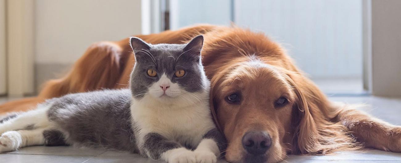 dog and cat laying together