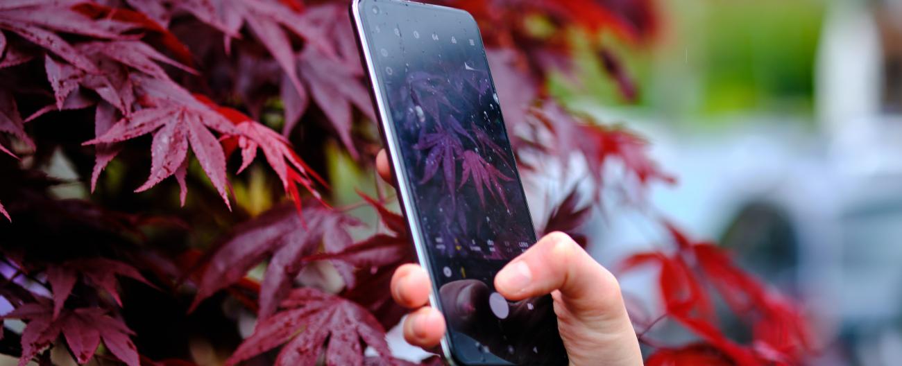 A close up of someone taking a photo of red leave on an iPhone