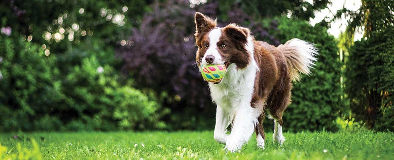 Photo of dog in park