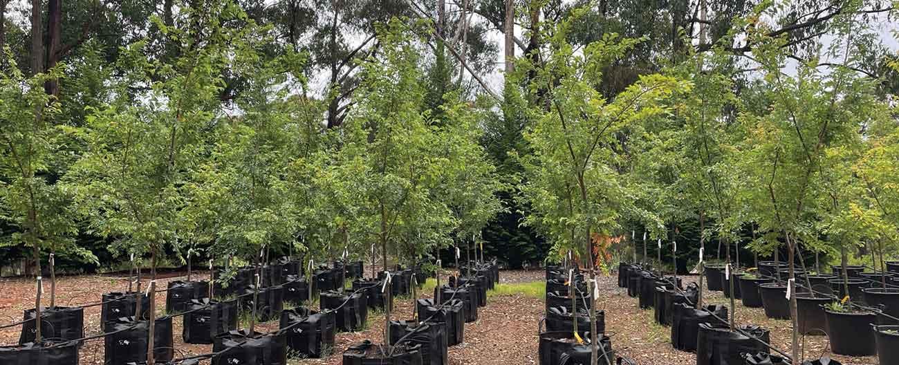 Photo of trees growing in nursery