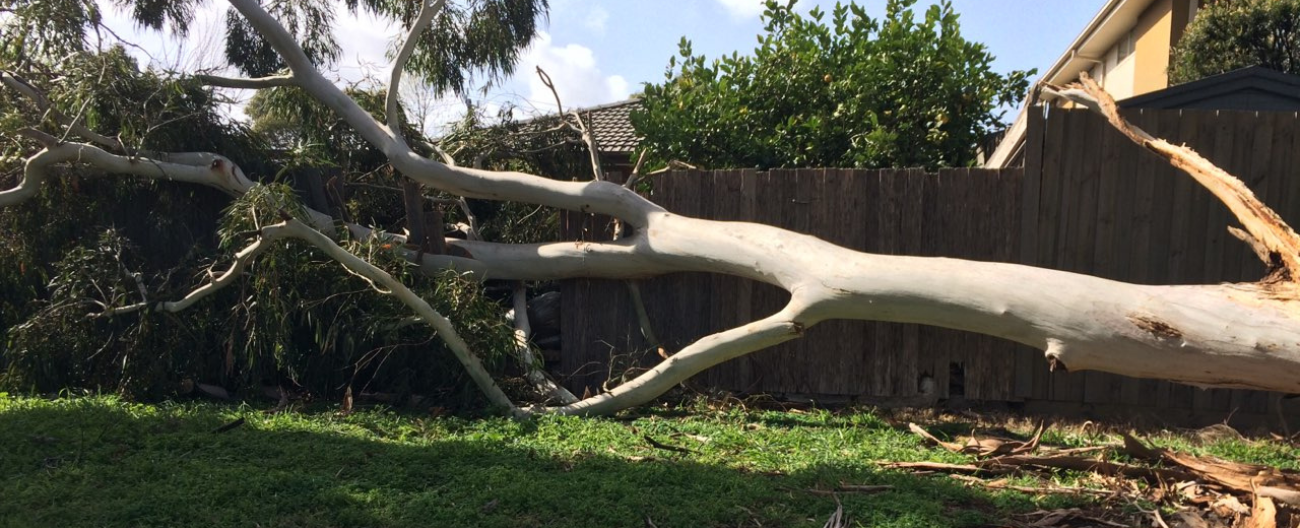 Fallen tree after a storm