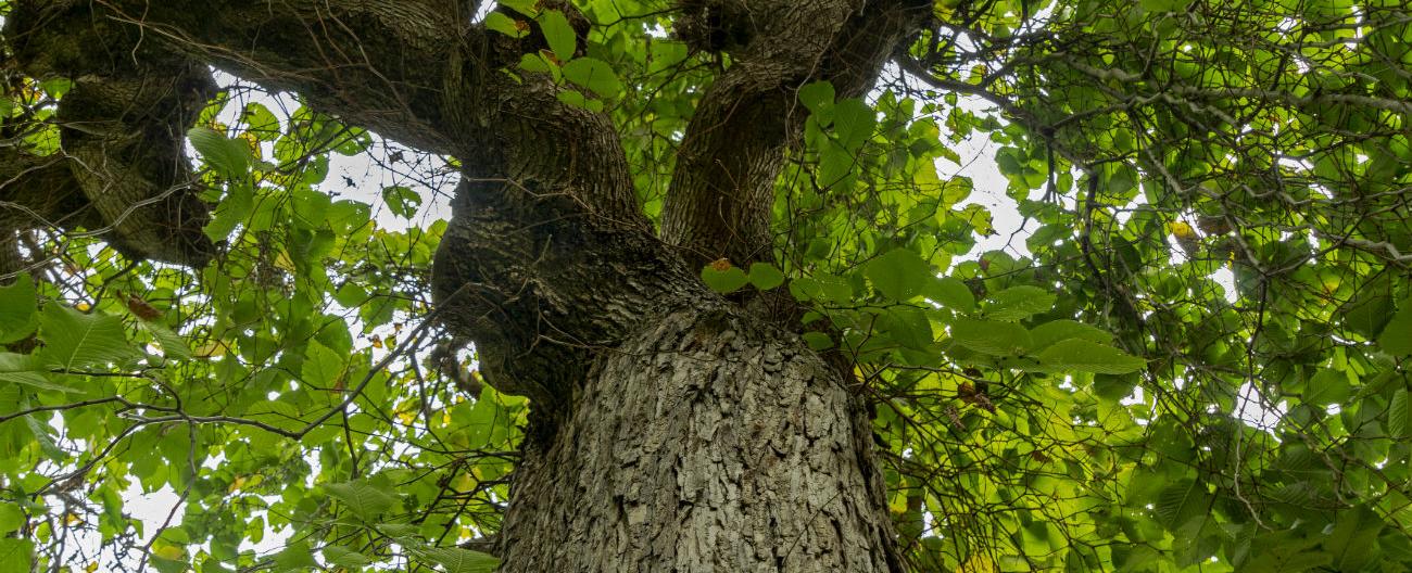 Weeping Elm