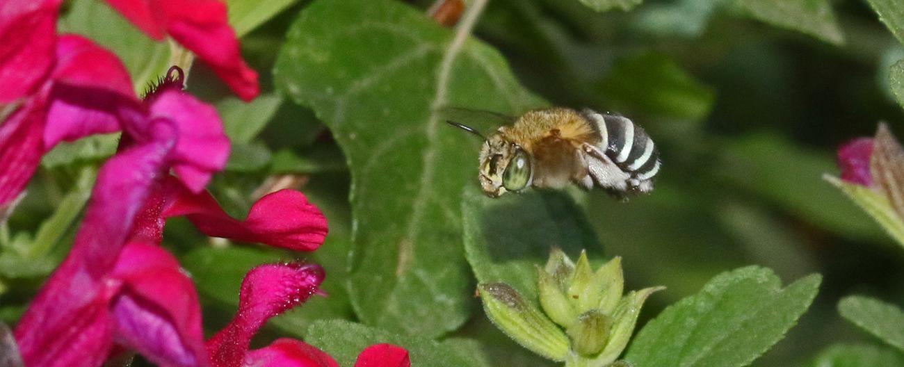 a bee flying over flowers